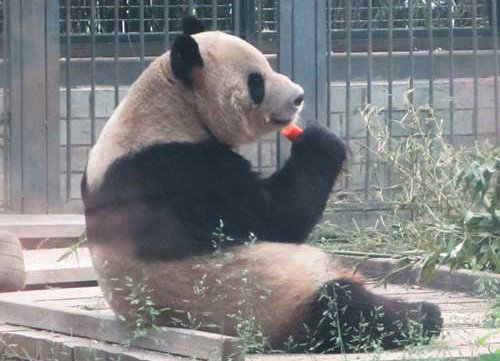 Giant Panda